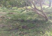 Land For Sale In Monaragala