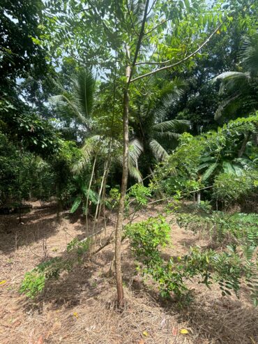 Land For Sale In Padukka