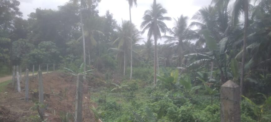 Coconut Land For Sale In Olaboduwa Pinnakolawatta