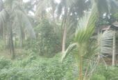 Coconut Land For Sale In Olaboduwa Pinnakolawatta