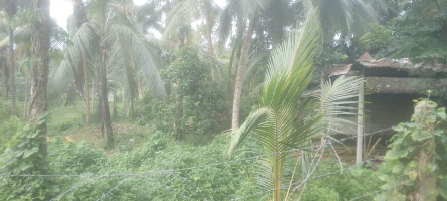 Coconut Land For Sale In Olaboduwa Pinnakolawatta