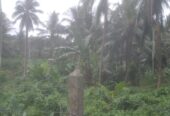 Coconut Land For Sale In Olaboduwa Pinnakolawatta