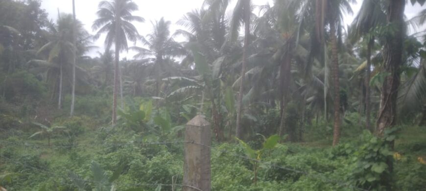 Coconut Land For Sale In Olaboduwa Pinnakolawatta