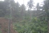 Coconut Land For Sale In Olaboduwa Pinnakolawatta