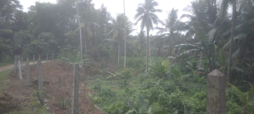 Coconut Land For Sale In Olaboduwa Pinnakolawatta