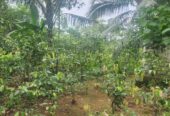ඉඩමක් විකිණීමට Haltota