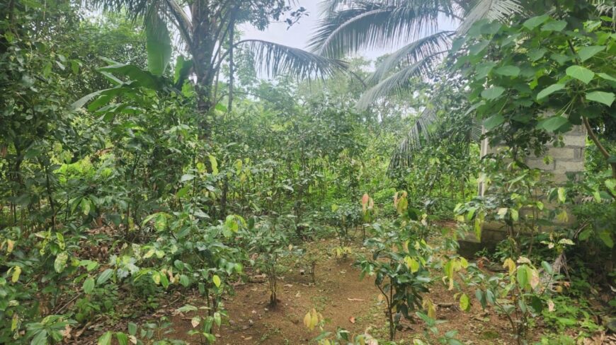 ඉඩමක් විකිණීමට Haltota