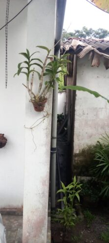 House for Sale in Wadduwa
