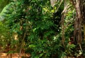 Land For Sale In Embilipitiya.