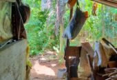 Land For Sale In Embilipitiya.
