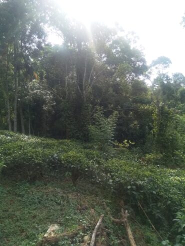 Land For Sale In Balangoda