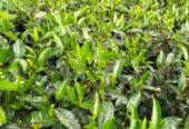 Land For Sale In Balangoda