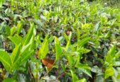 Land For Sale In Balangoda