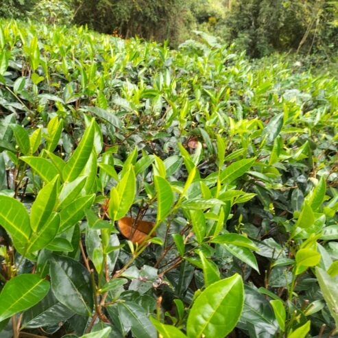 Land For Sale In Balangoda