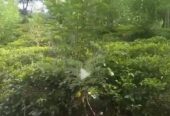 Land For Sale In Balangoda