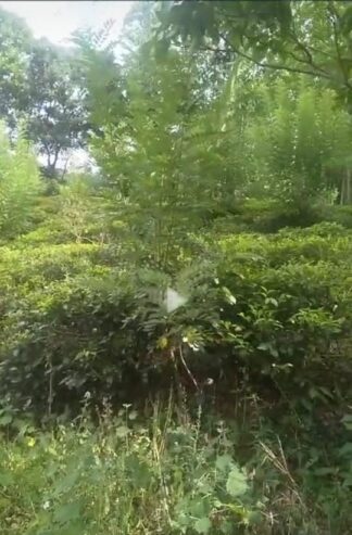 Land For Sale In Balangoda