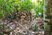 Land With House For Sale In Ayagama