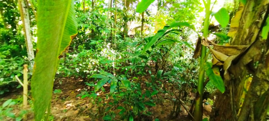 Land With House For Sale In Ayagama