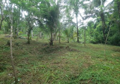Prime Coconut Land with House for Sale 2 Acres