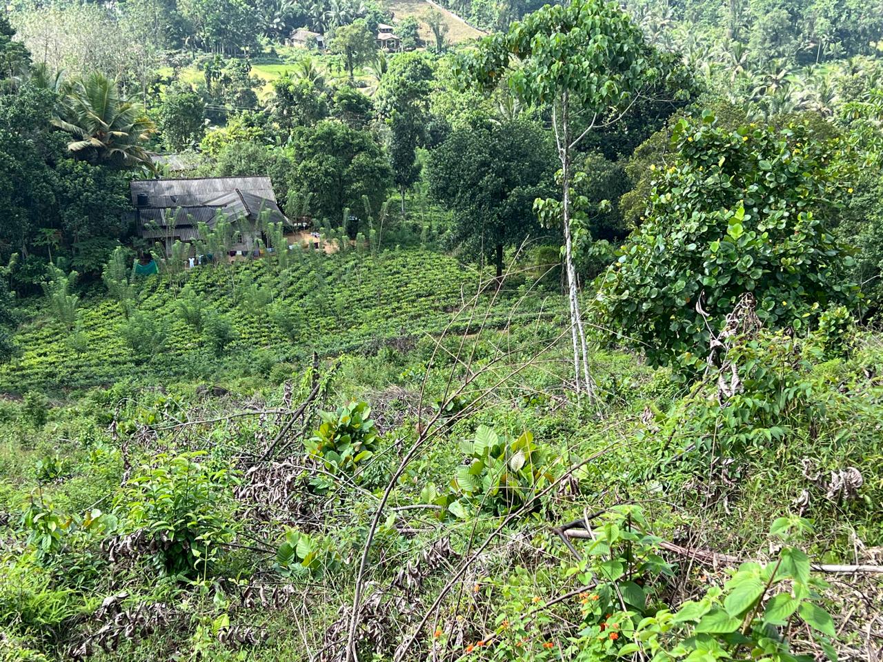 1.5 Acres Land for Sale in Hadapangoda