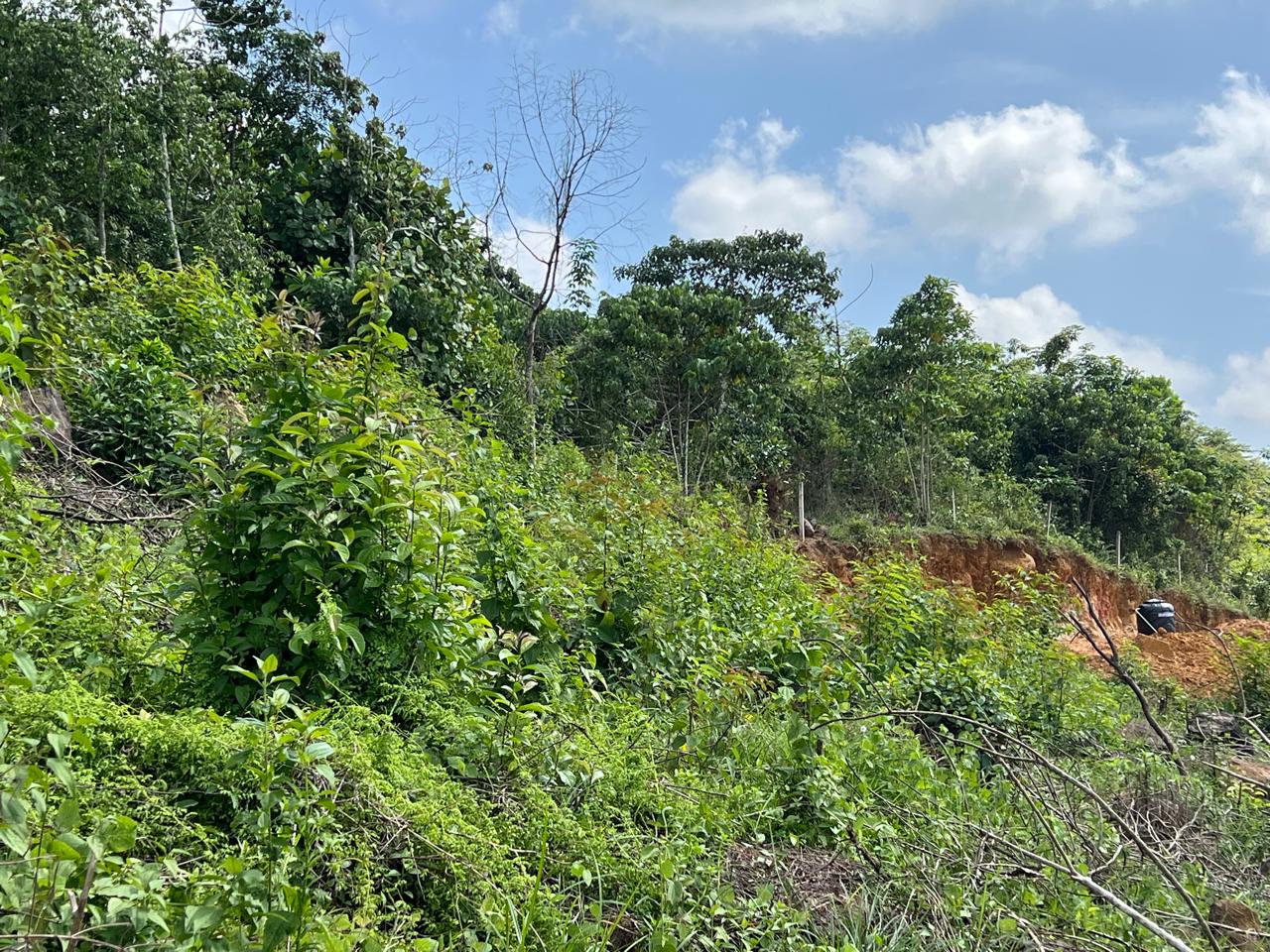 1.5 Acres Land for Sale in Hadapangoda