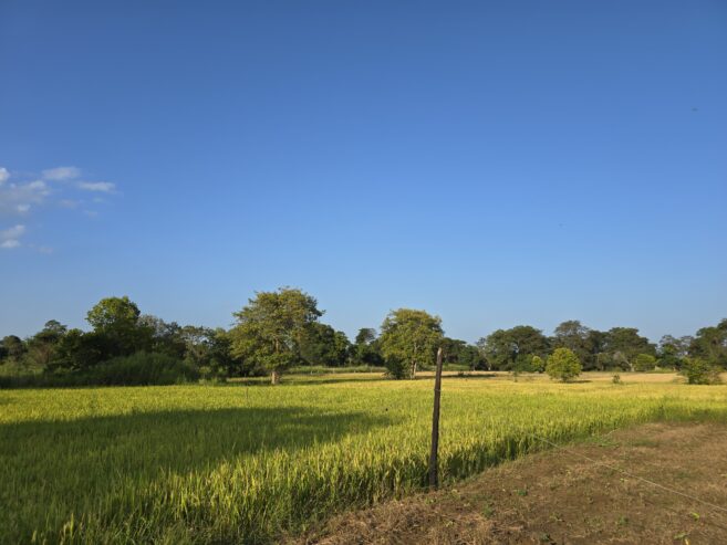 Land for Sale in Habarana