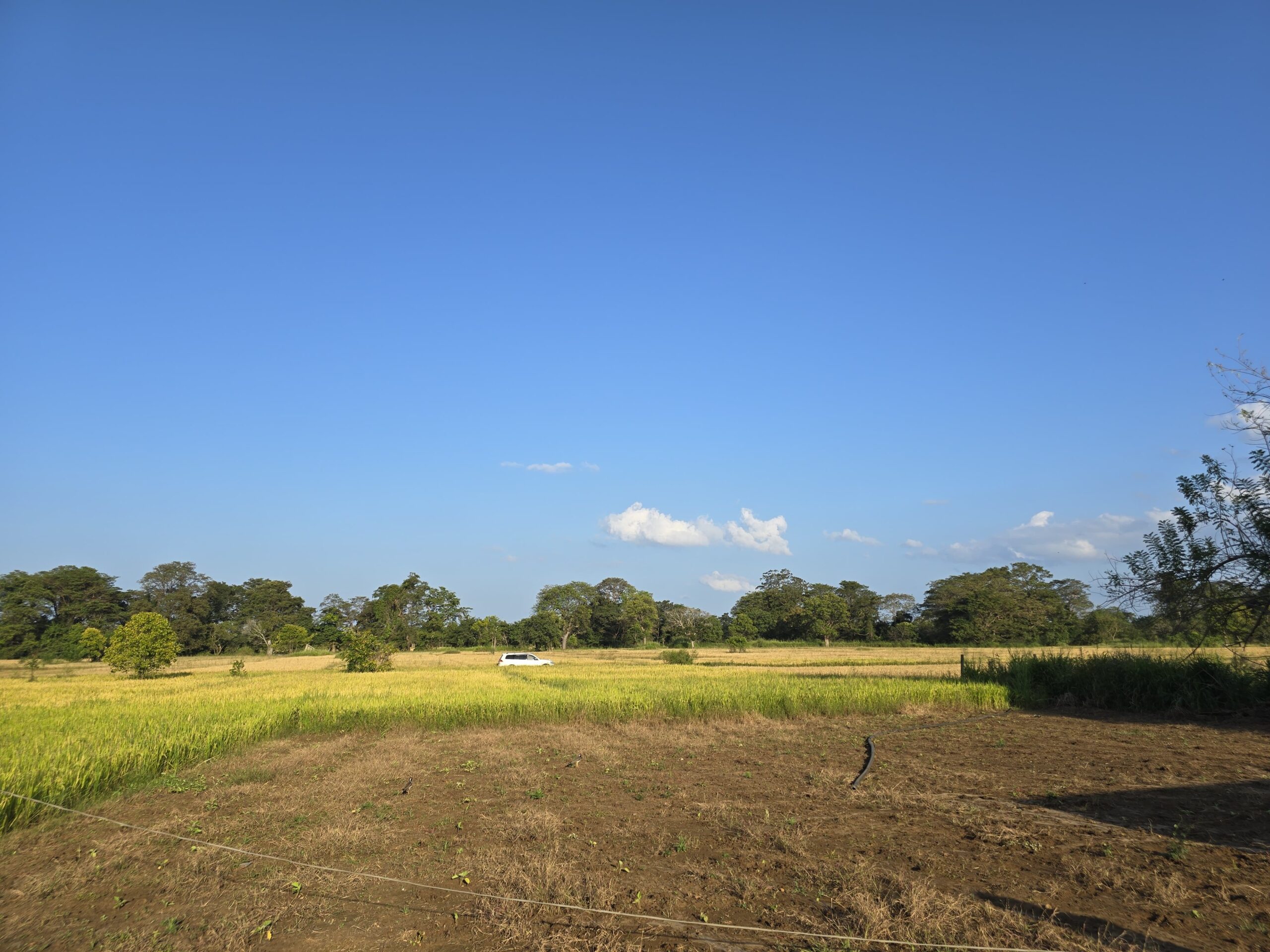 Land for Sale in Habarana