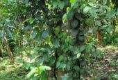 Land For Sale In Matale