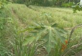 Land for Sale Meegoda