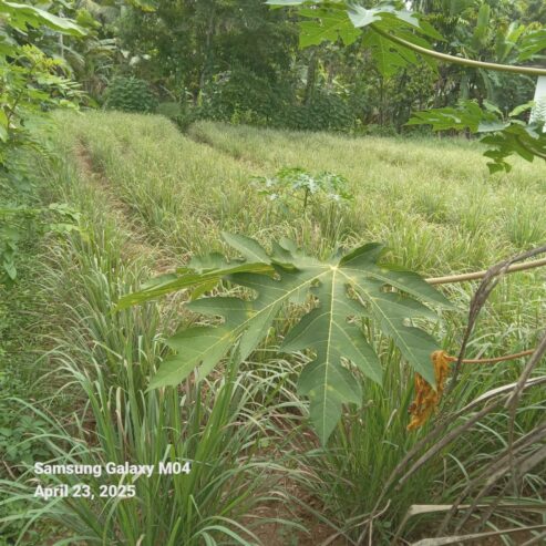 Land for Sale Meegoda