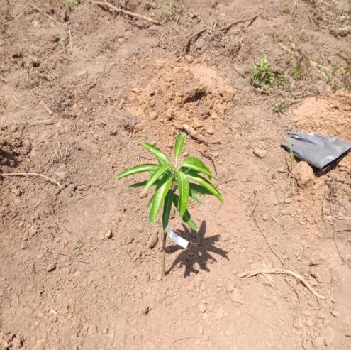 Land for Sale in Anuradhapura