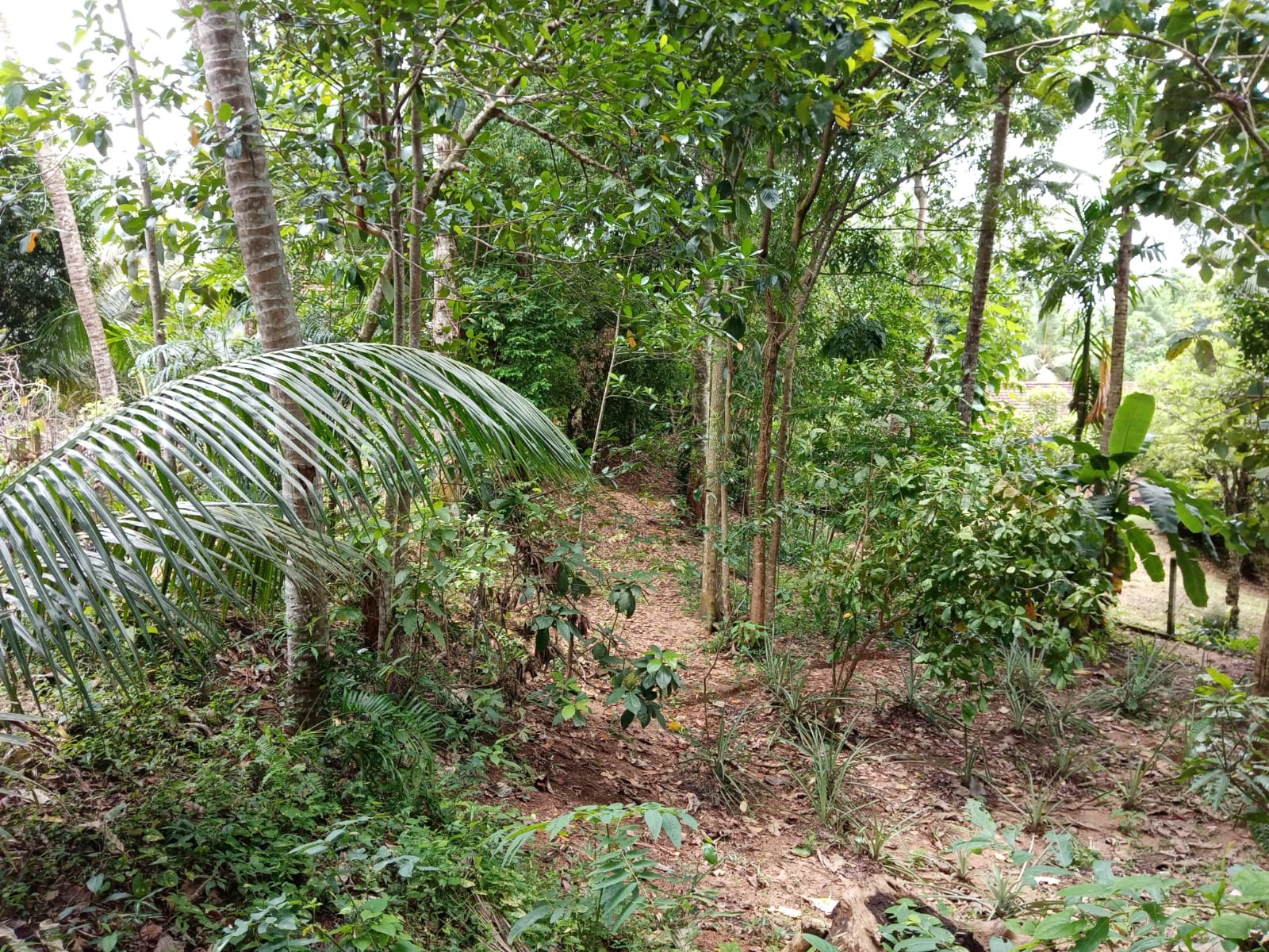Land With House For Sale In Ambalangoda