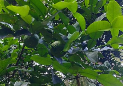 Land for Sale Matale