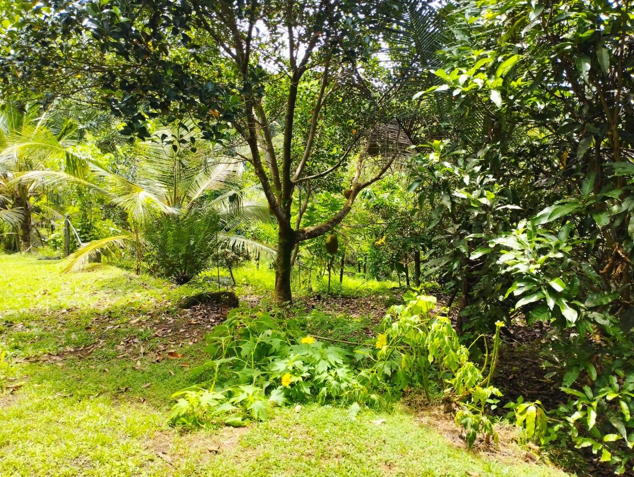 Land For Sale In Kalutara