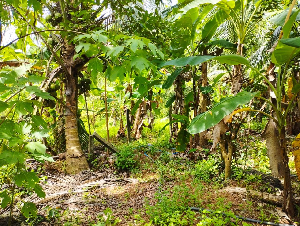 Land For Sale In Kalutara