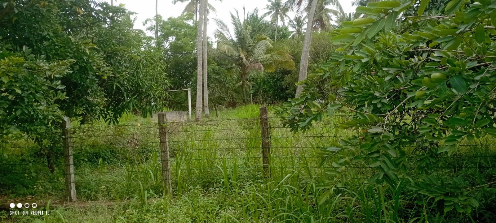 බුන්නැහපොල සරුසාර පොල් ඉඩමක් විකිණීමට ඇත.