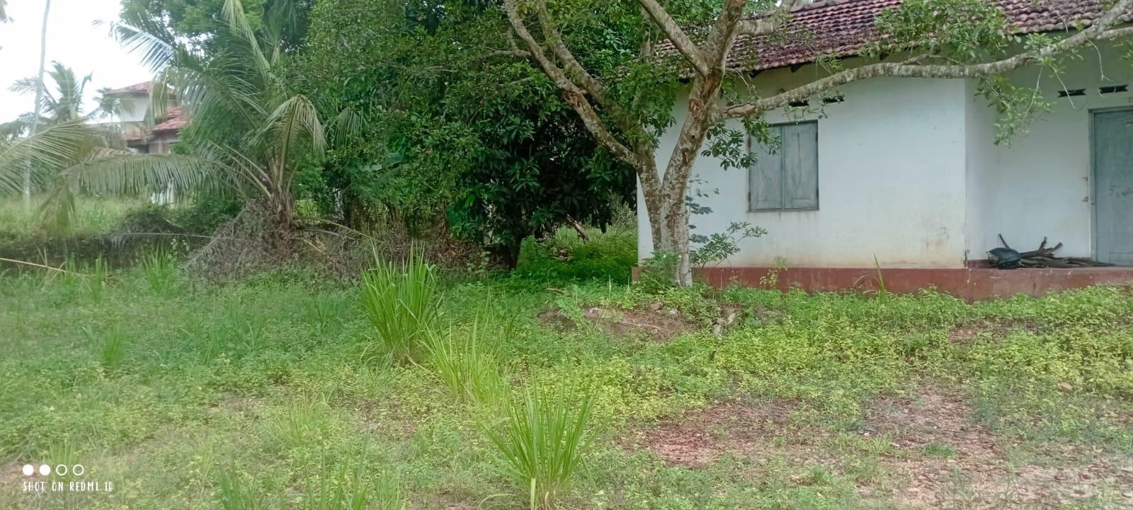 බුන්නැහපොල සරුසාර පොල් ඉඩමක් විකිණීමට ඇත.