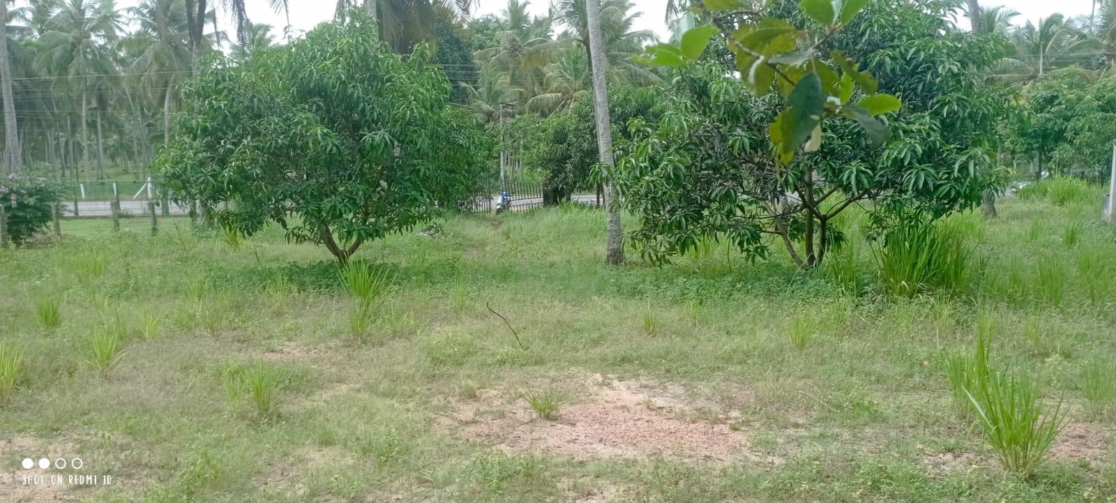 බුන්නැහපොල සරුසාර පොල් ඉඩමක් විකිණීමට ඇත.