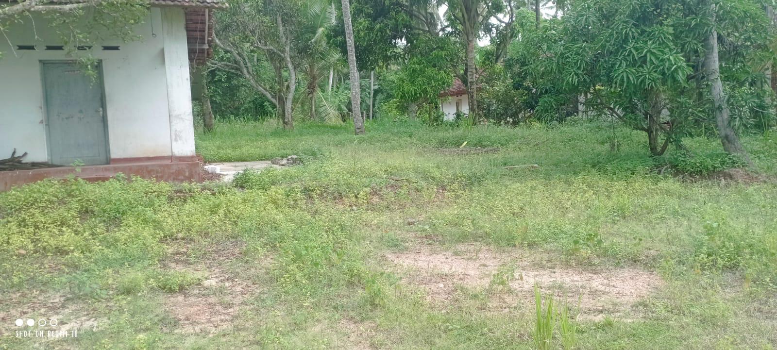 බුන්නැහපොල සරුසාර පොල් ඉඩමක් විකිණීමට ඇත.