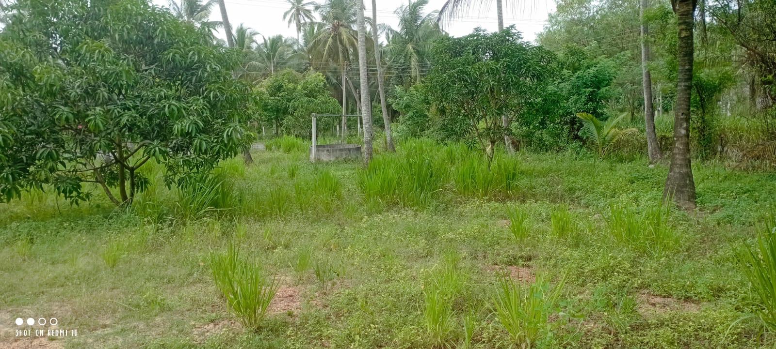 බුන්නැහපොල සරුසාර පොල් ඉඩමක් විකිණීමට ඇත.