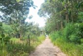 Land for Sale Wellawaya