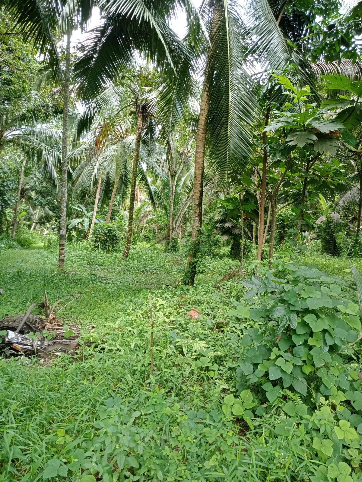 1.5 Acres of Land for Lease in Bandaragama