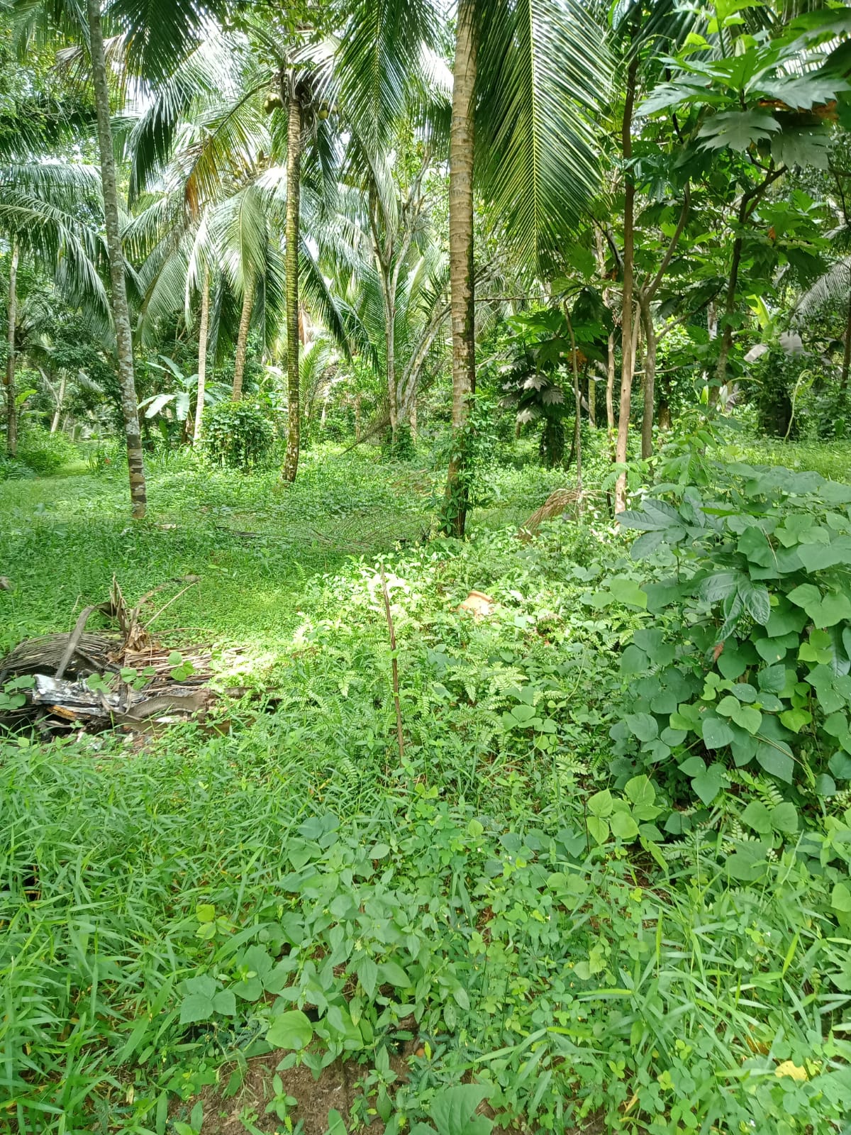 1.5 Acres of Land for Lease in Bandaragama