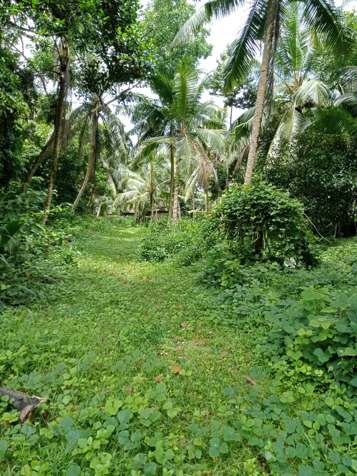 1.5 Acres of Land for Lease in Bandaragama