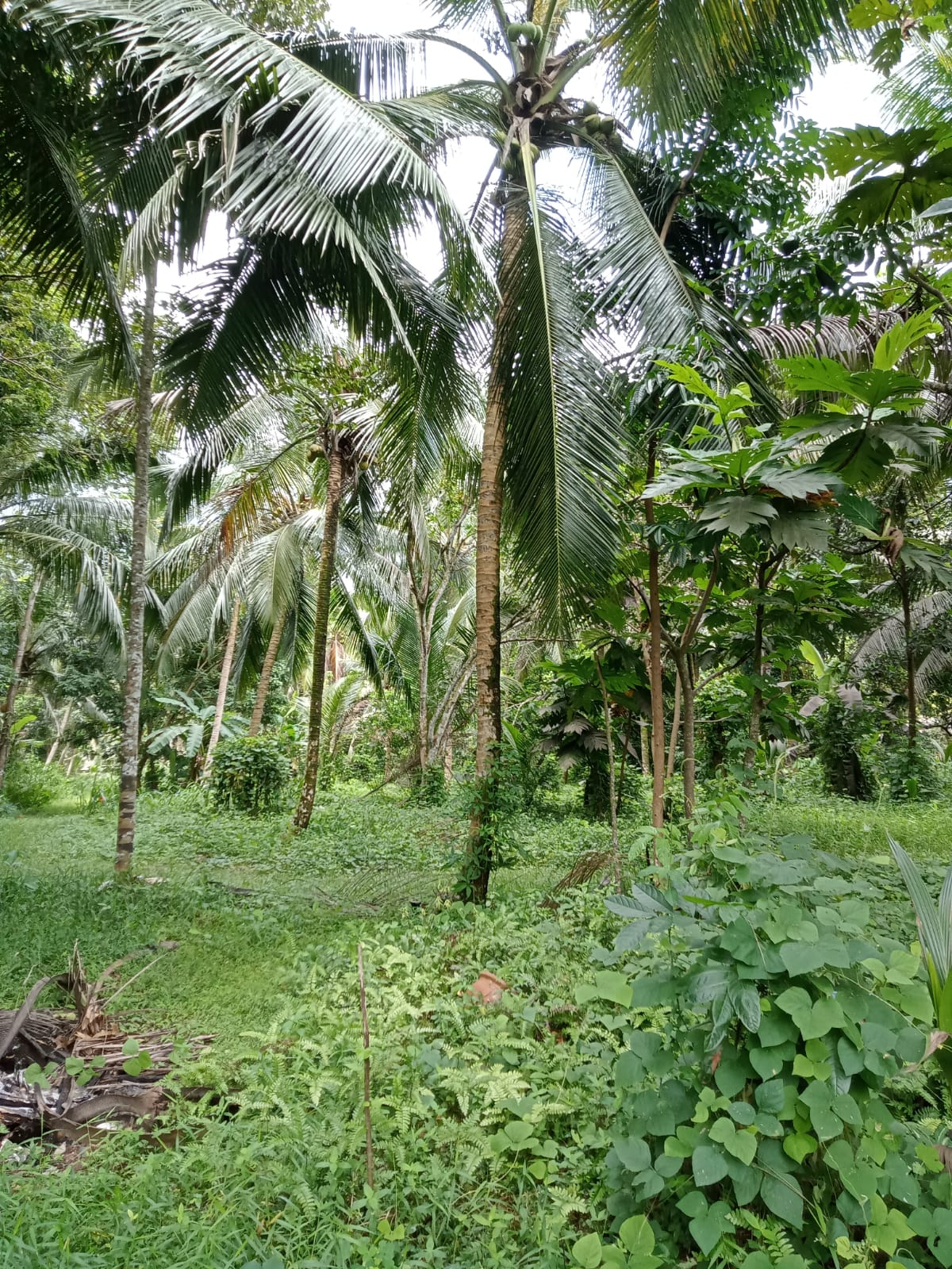 1.5 Acres of Land for Lease in Bandaragama