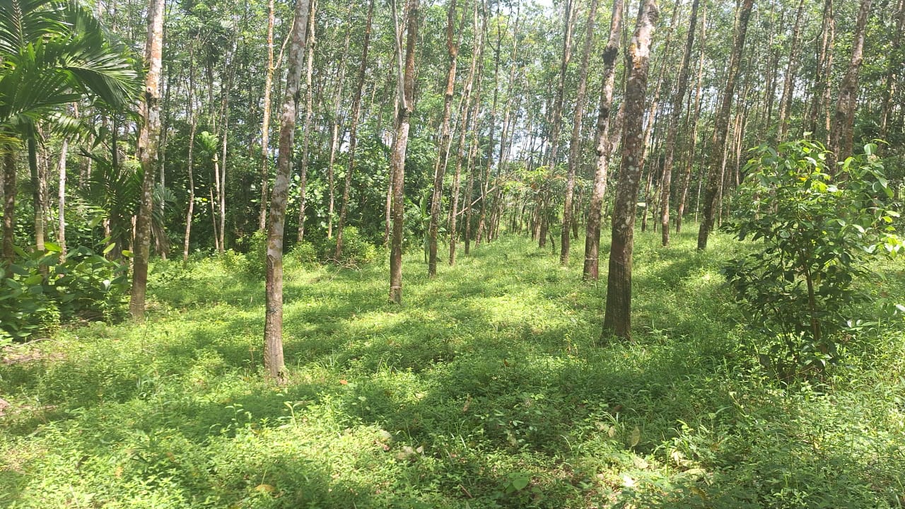 අගනා රබර් ඉඩමක් විකිණීමට  හොරණ