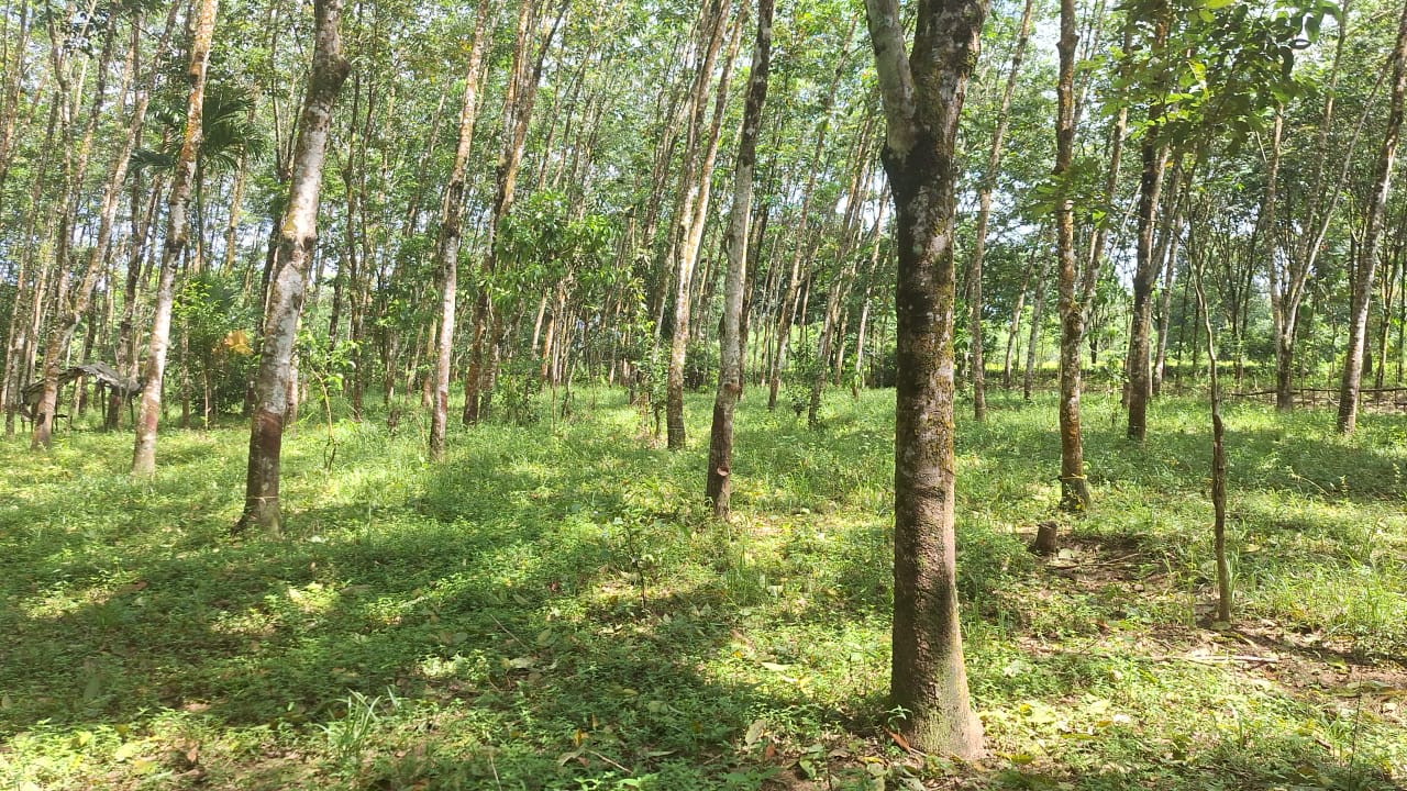 අගනා රබර් ඉඩමක් විකිණීමට  හොරණ