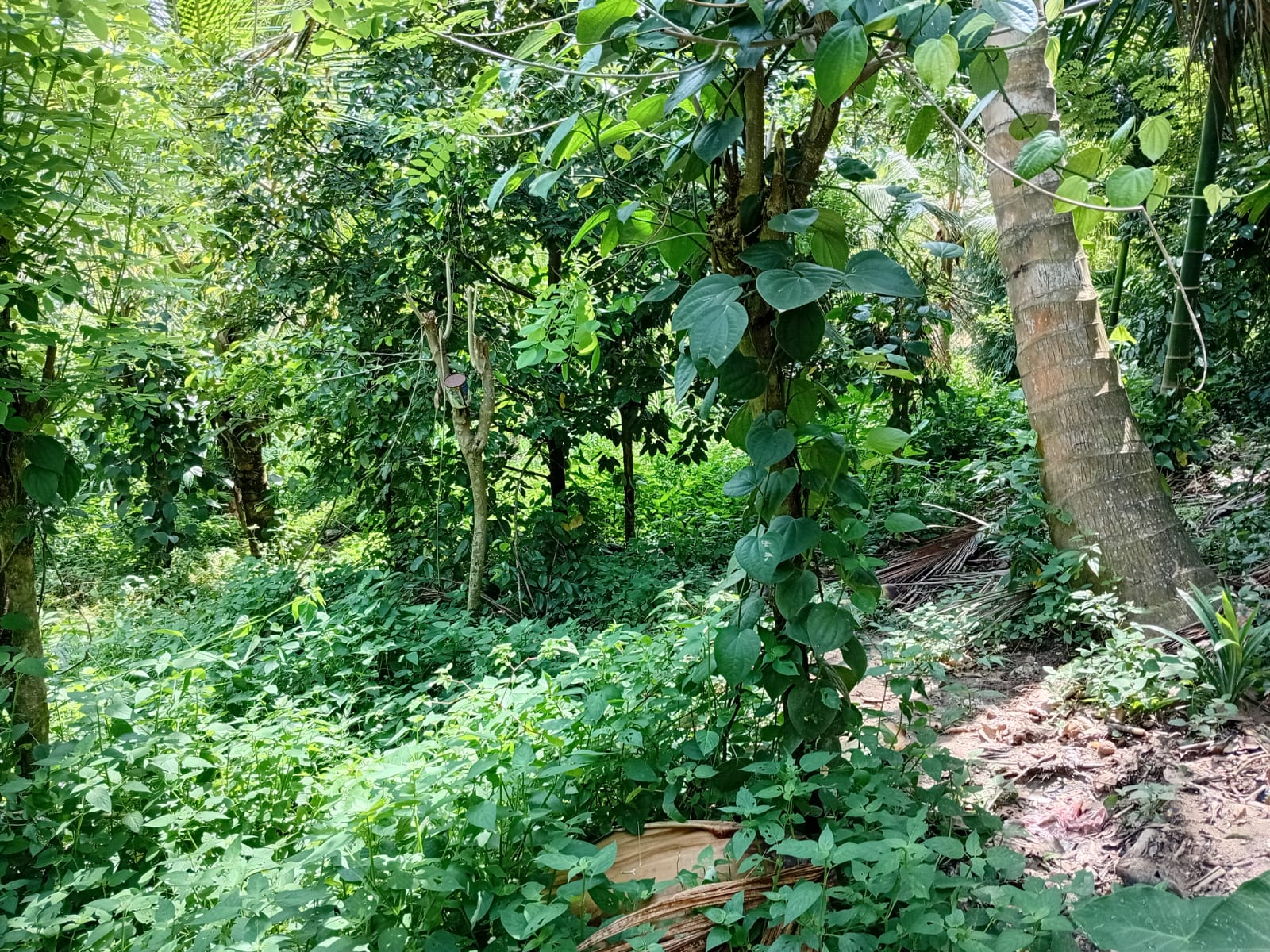 Land for Sale in Gohagoda