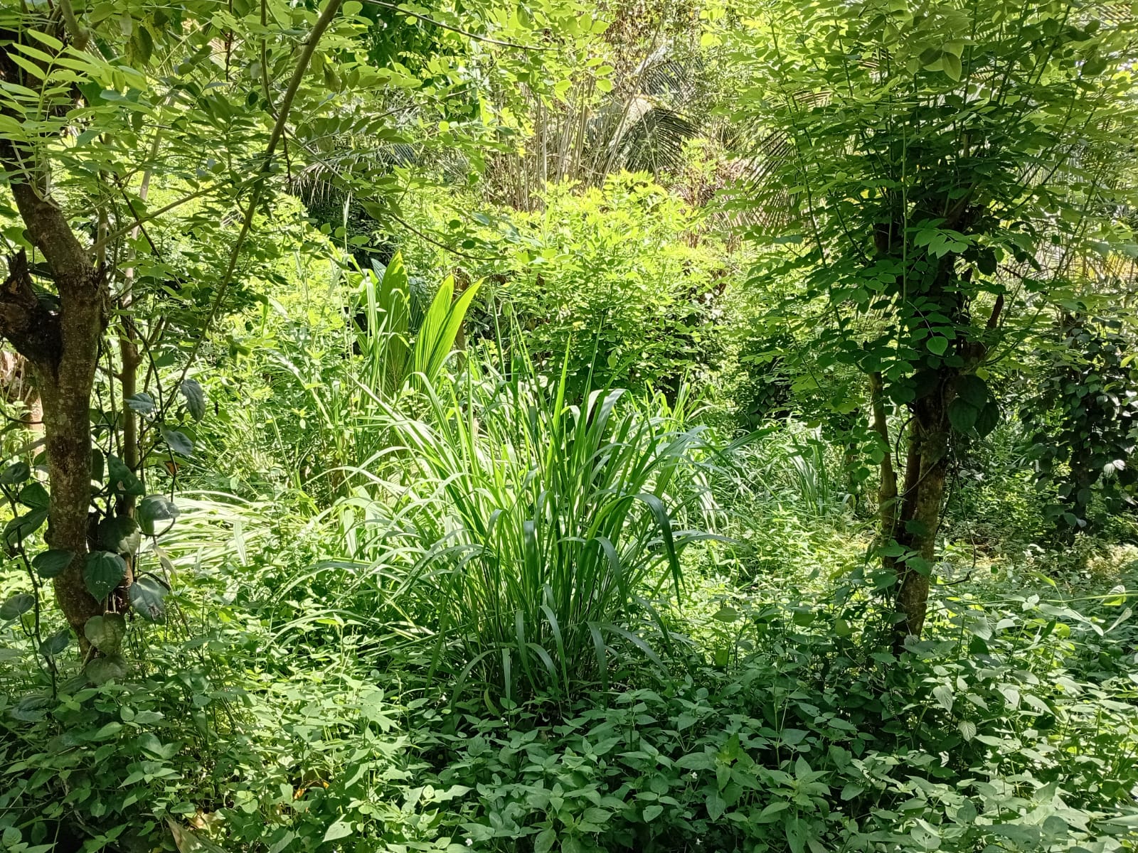 Land for Sale in Gohagoda