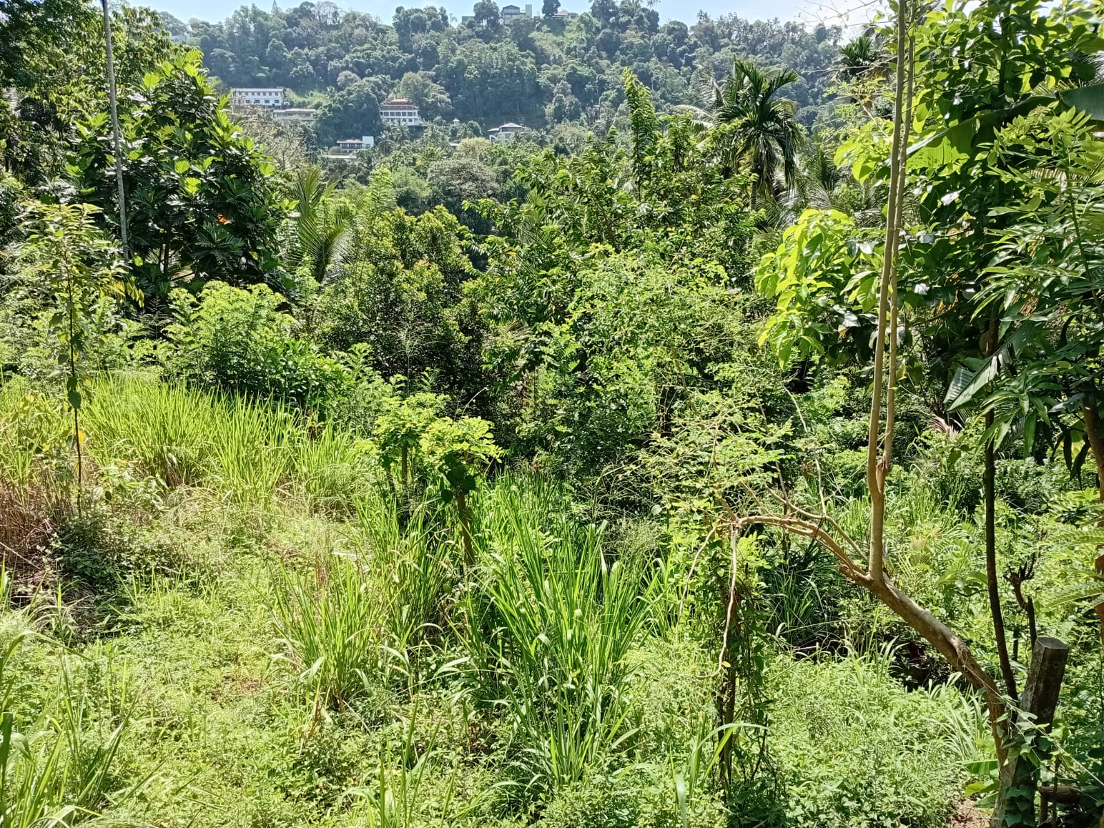 Land for Sale in Gohagoda